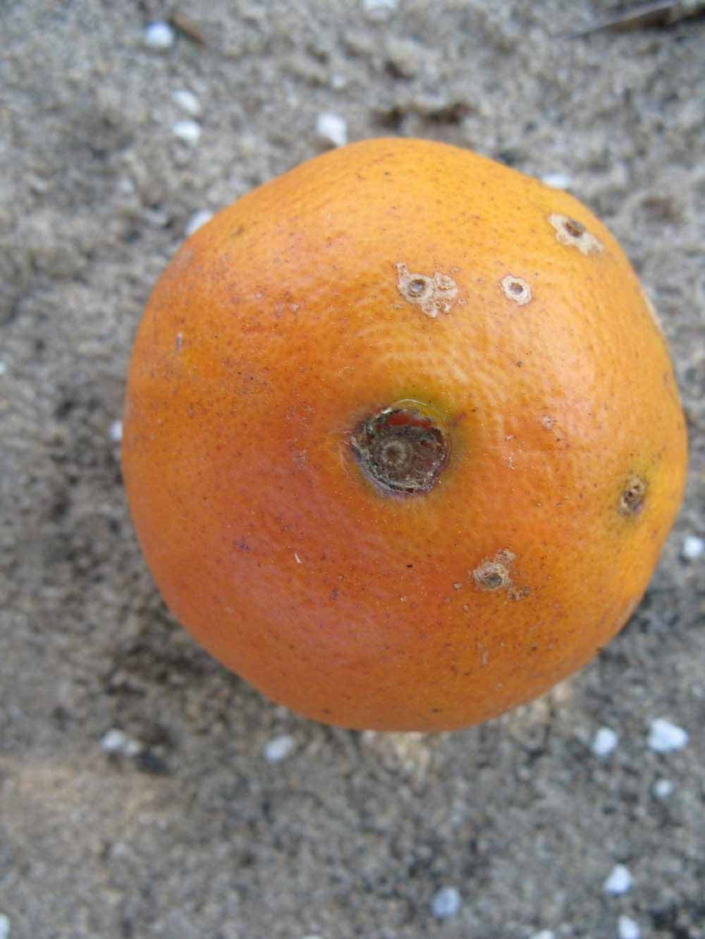              Fruit (Winter Haven, FL)       